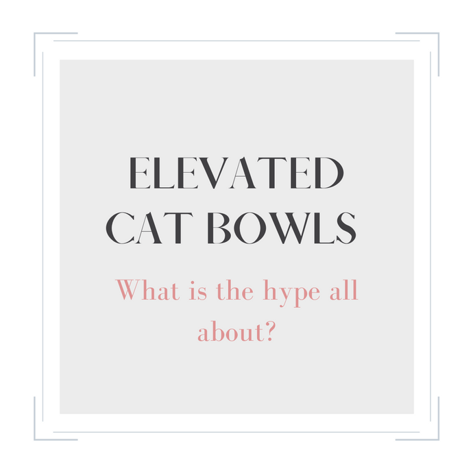 Elevated Cat Bowls: Are they Necessary?