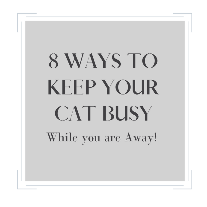 8 Ways to Keep your Cat Busy