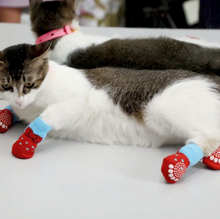 Load image into Gallery viewer, Socks for Cats - Bundle: Buy 2 Get 2 FREE - Boujeecat
